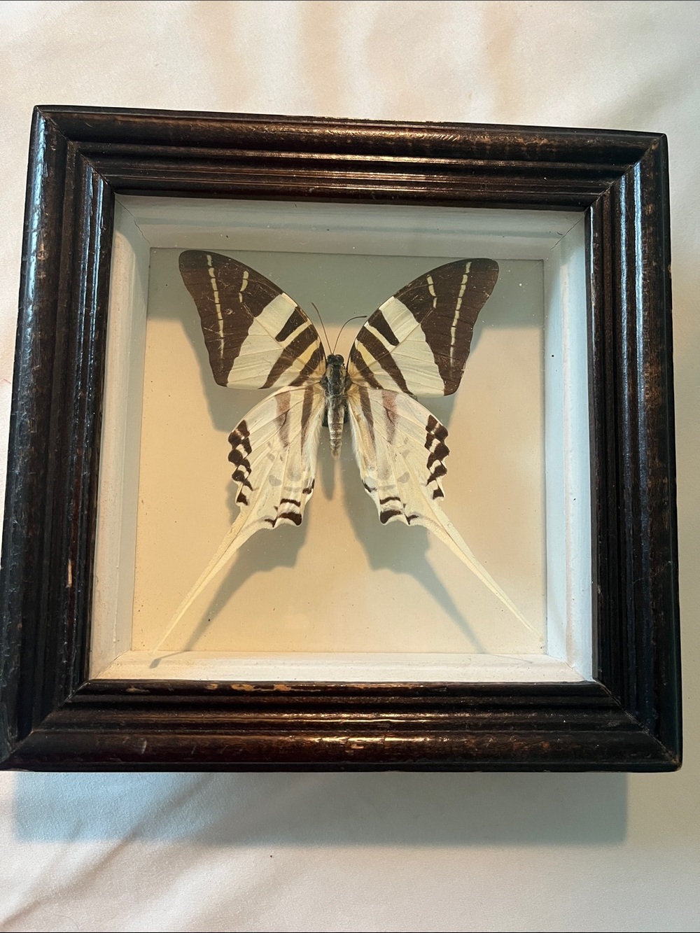 Framed White and Brown giant swordtail Butterfly Shadowbox